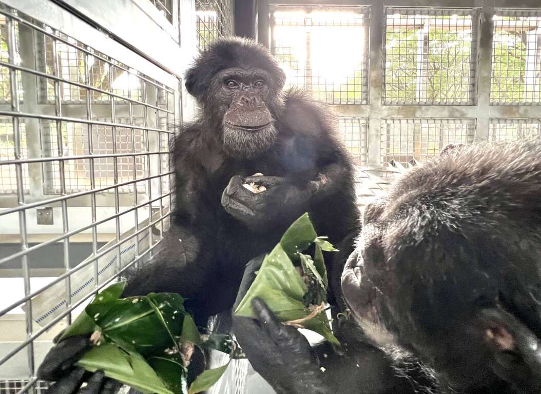 黑猩猩「莉忠」與「美珍」享用五穀彩色健康粽