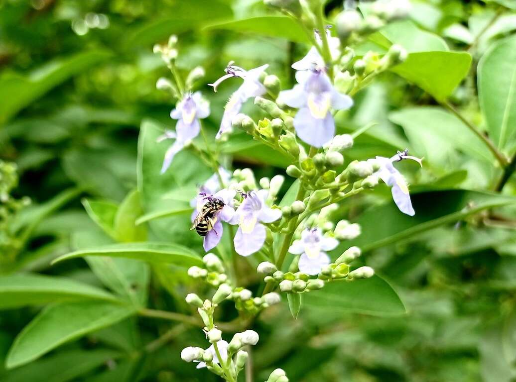 三葉蔓荊是良好的蜜源植物，蜜蜂總是會前來取蜜