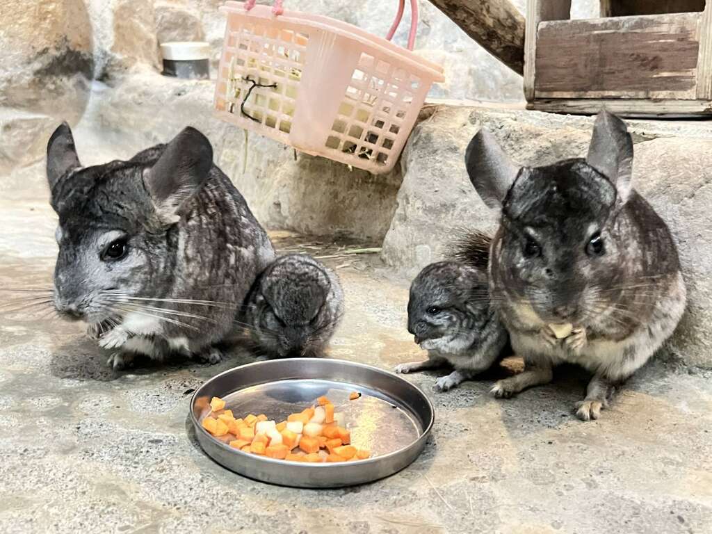 新生絨鼠跟著媽媽和阿姨吃胡蘿蔔丁