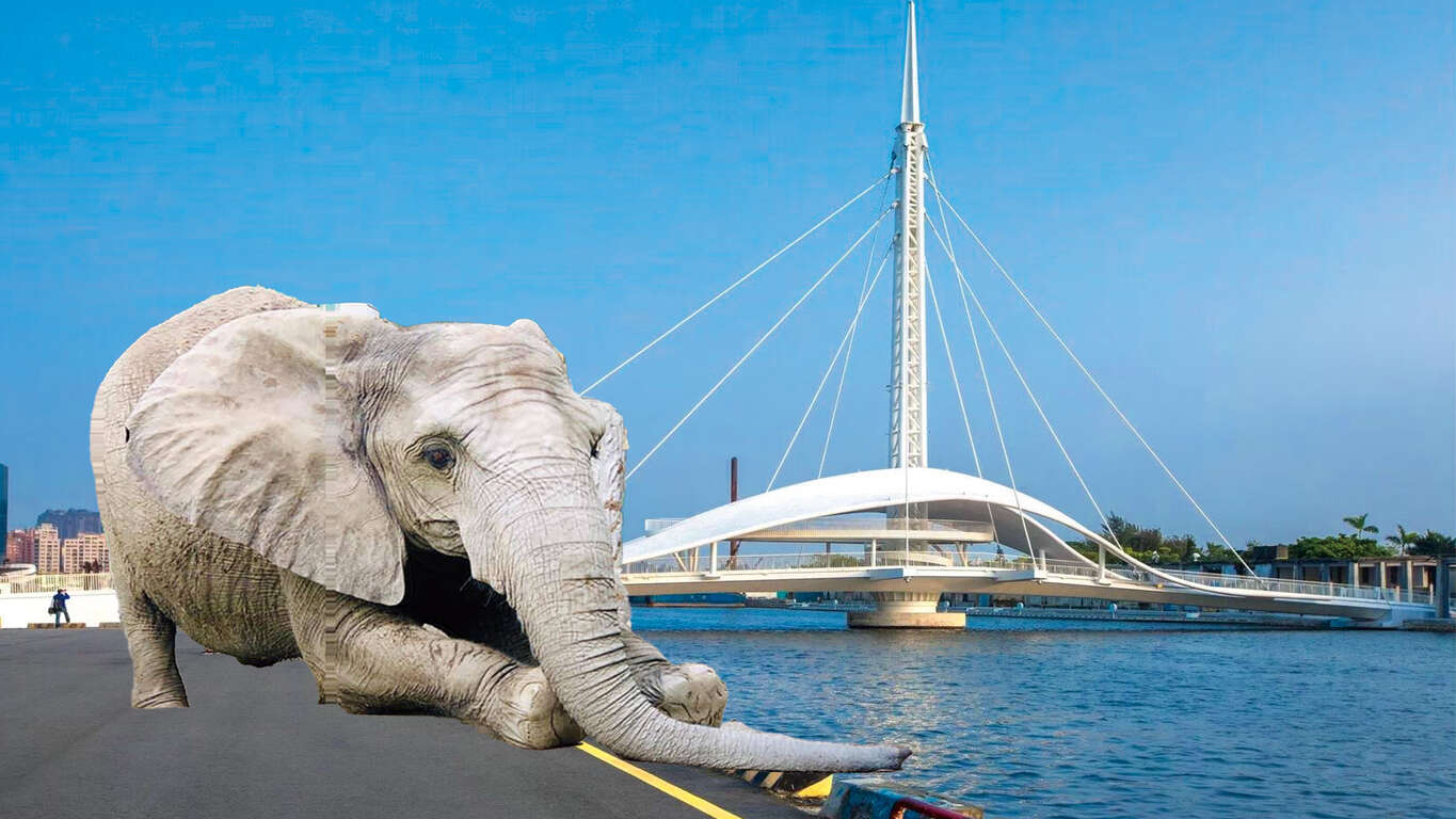 動物逛大街，溫柔的大象阿里在大港橋邊戲水