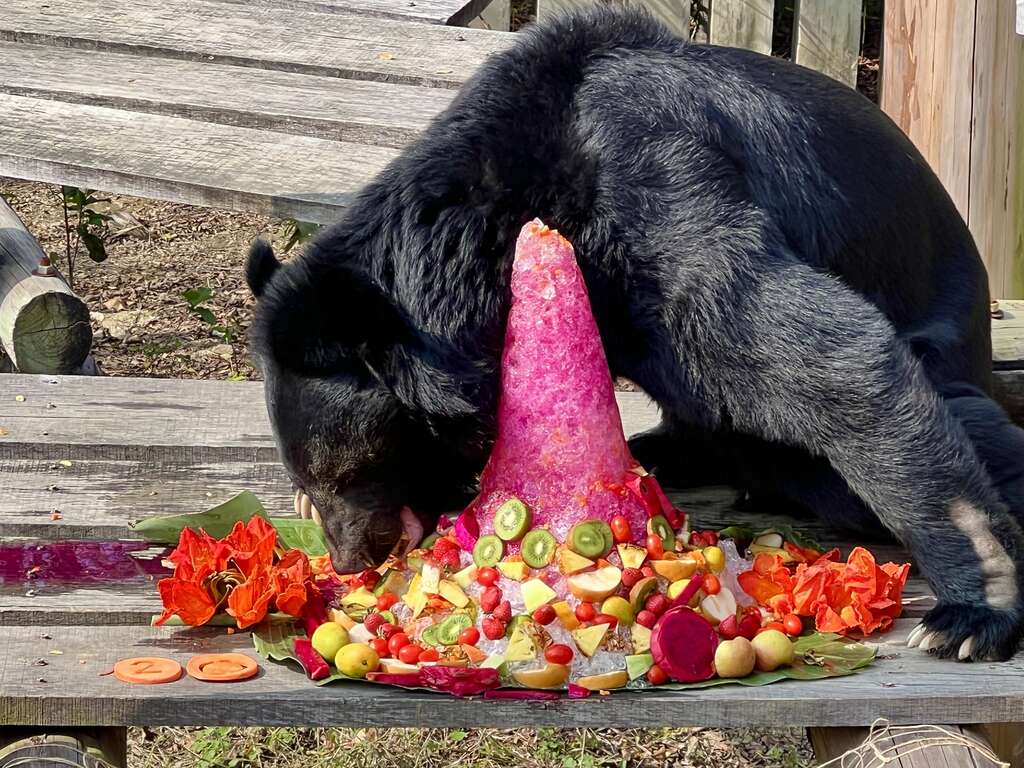 嗯啊嗯啊好粗」～黑熊波比享用美味的水果大餐。