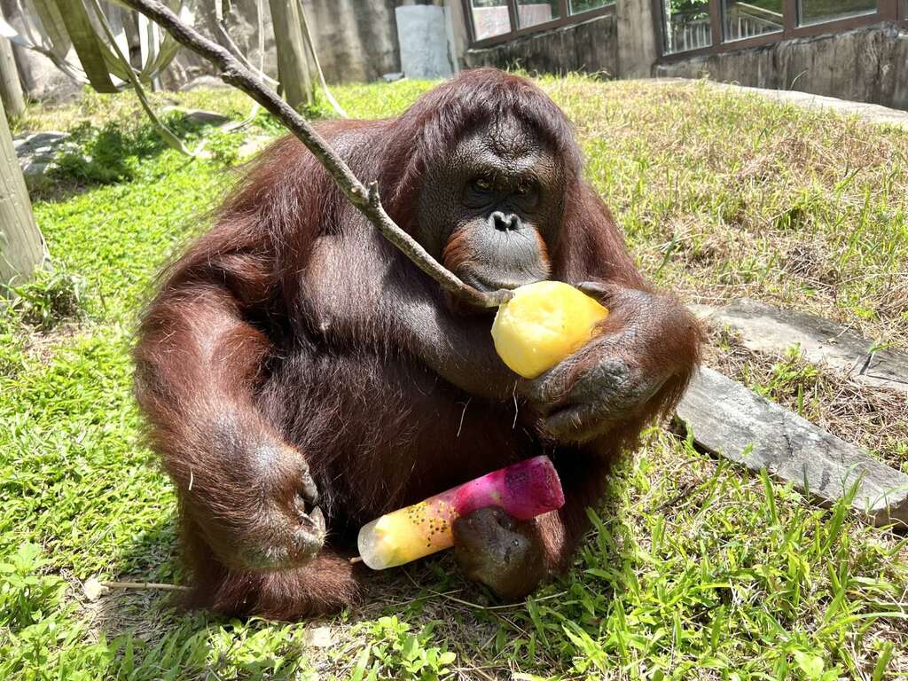 紅毛猩猩「咪咪」善用樹枝握柄，手腳各夾著不同冰品輪流享食