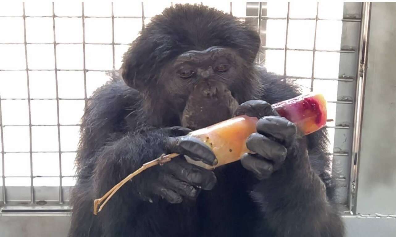黑猩猩「莉忠」端詳手中的七彩冰棒