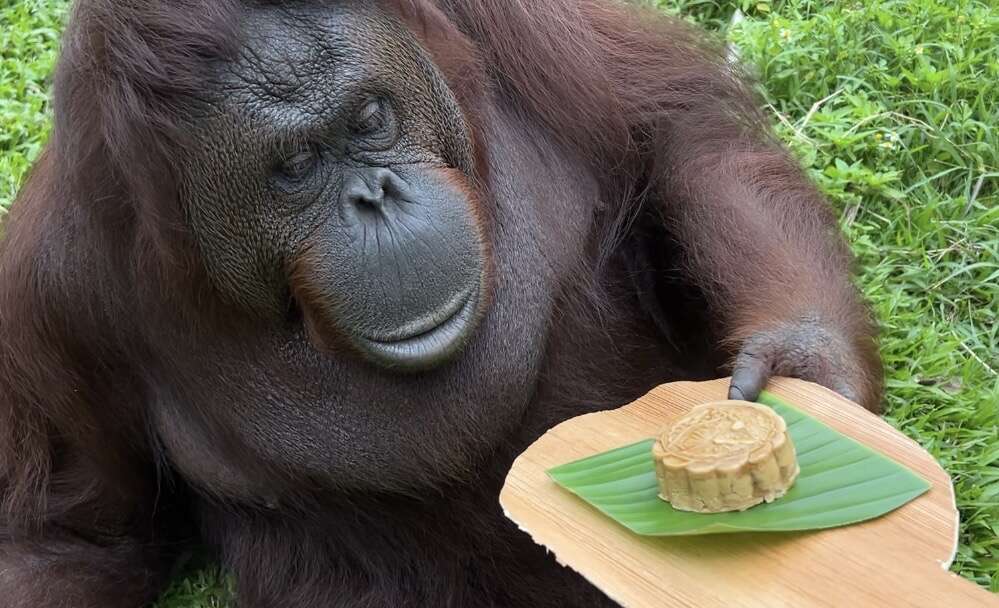 圖3 紅毛猩猩「咪咪」手握樹葉餐盤並端詳內餡為栗子和地瓜的月餅