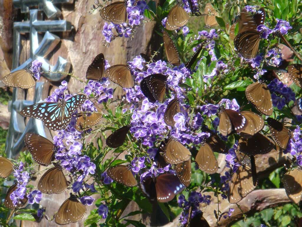 4.每年11月到隔年3月，上百萬隻紫斑蝶群聚至茂林過冬