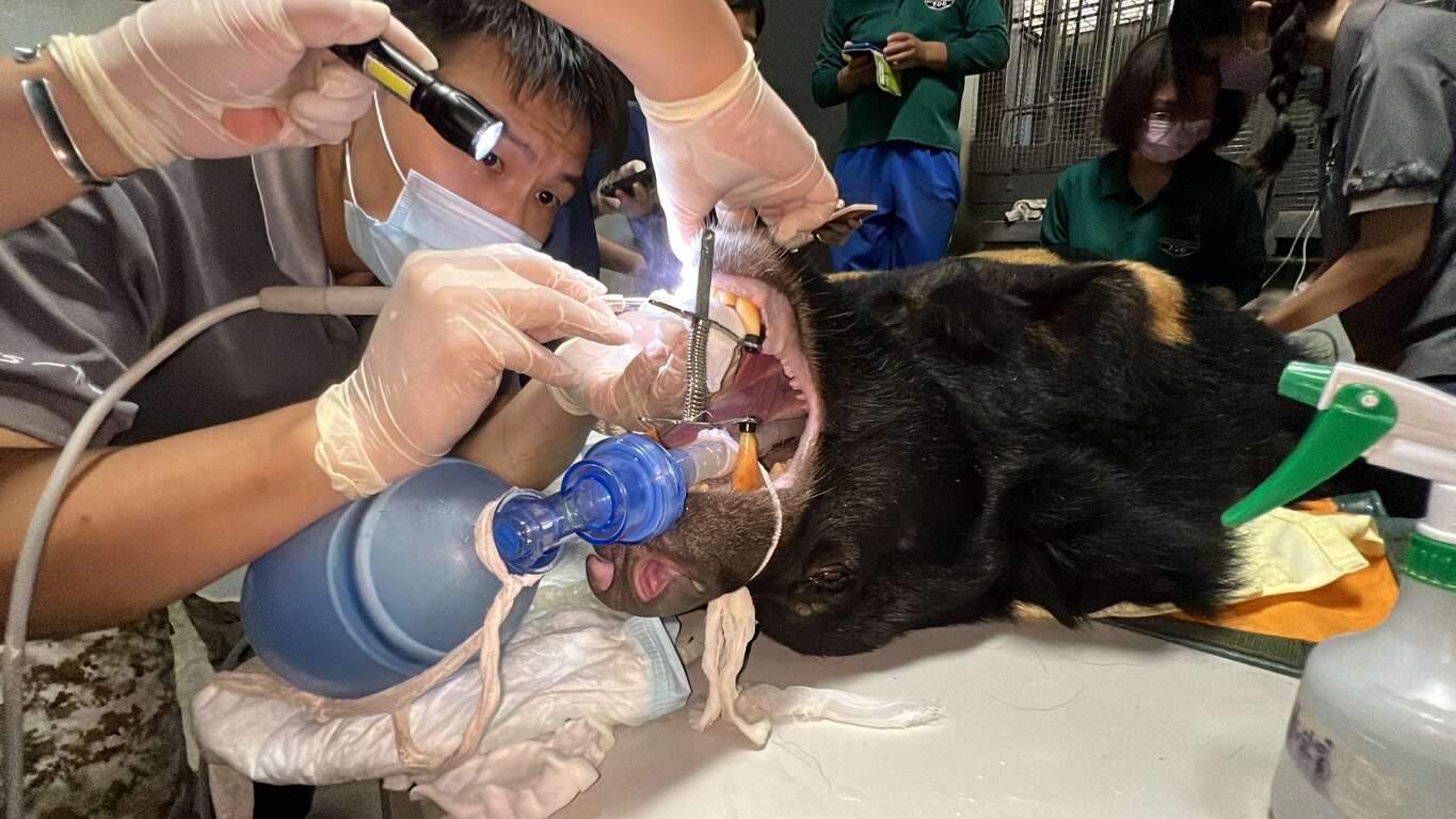 圖2 獸醫幫黑熊「波比」洗牙