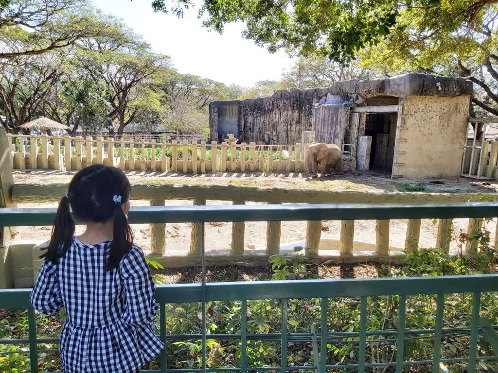 圖1 小朋友來壽山動物園探訪大象「阿里」