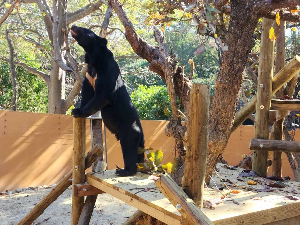 圖3 黑熊「波比」在新家瞭望園區景緻