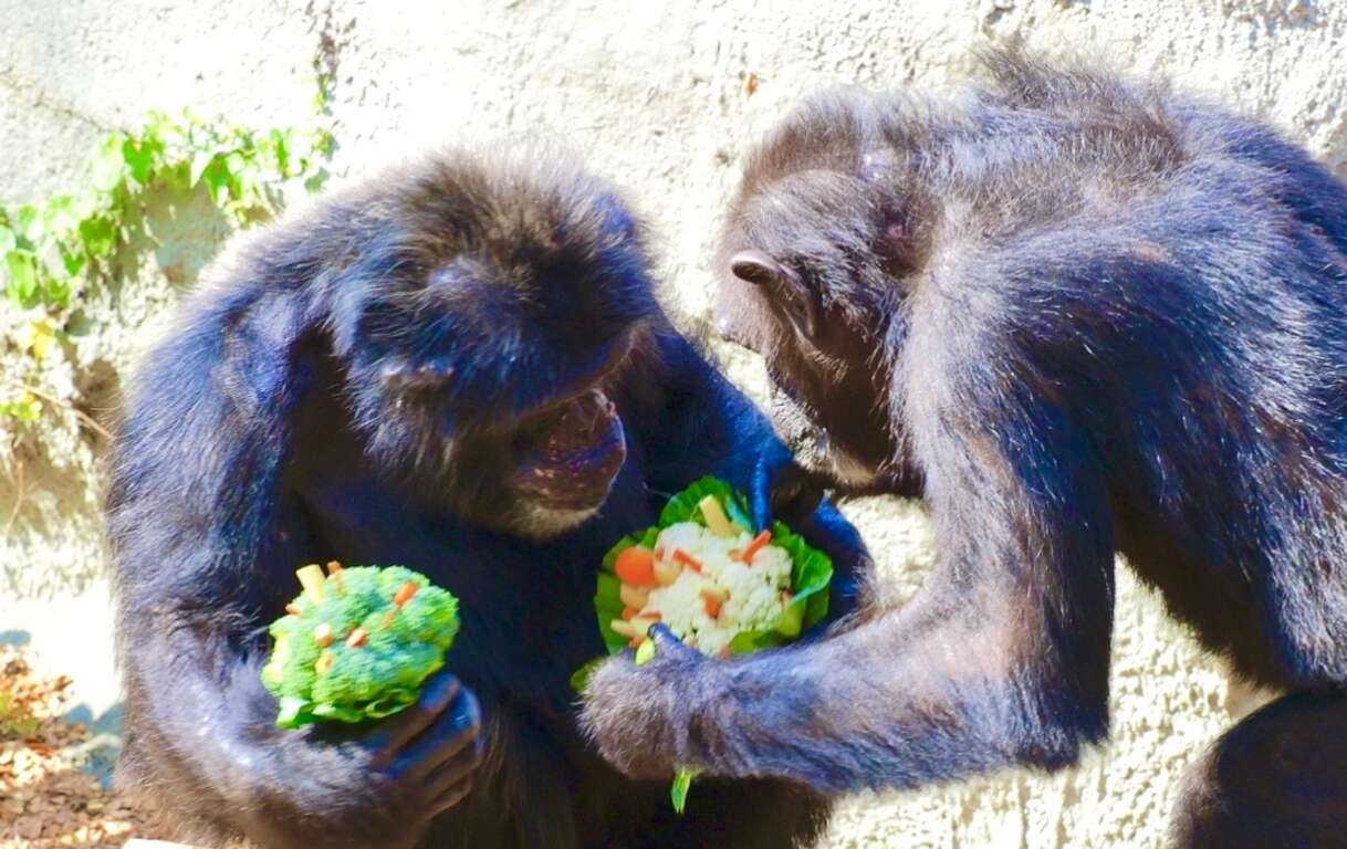 圖3 黑猩猩「莉忠」藉著花椰菜花束向「美珍」傳情