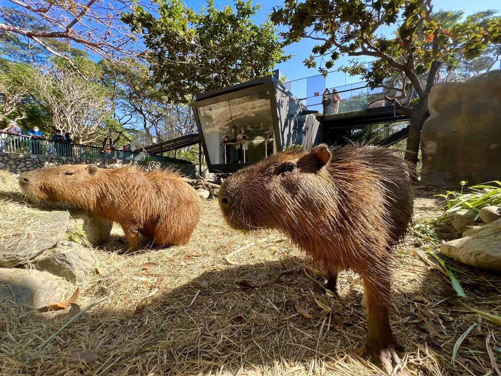 圖1：壽山動物園明星動物水豚君