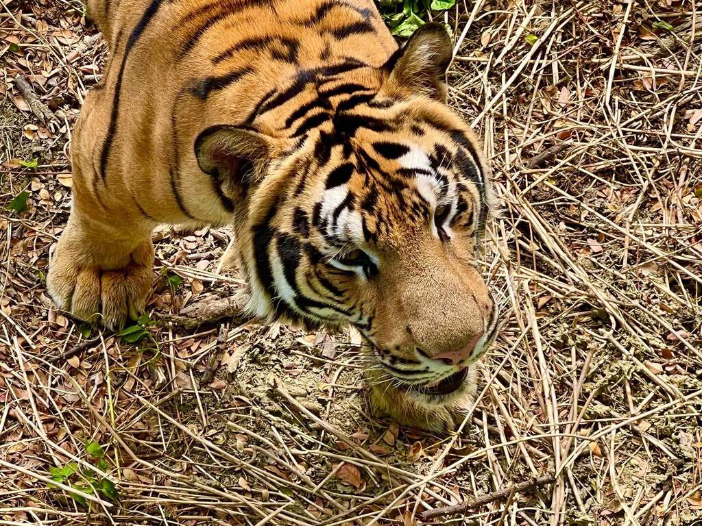 壽山動物園孟加拉虎「小紅」