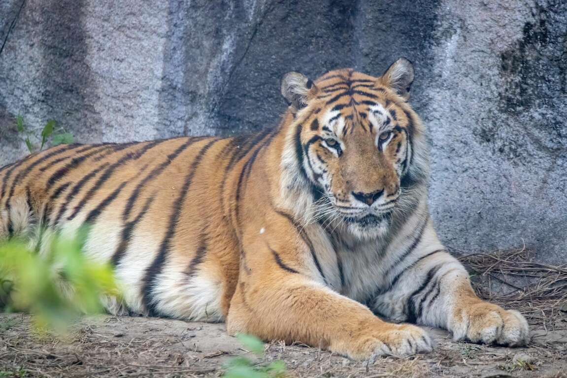 壽山動物園孟加拉虎「白點」