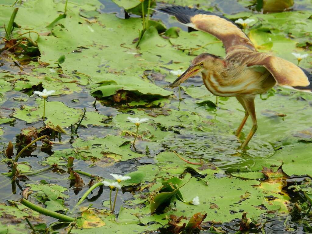 12.鳥松濕地常見黃小鷺穿梭在濕地覓食
