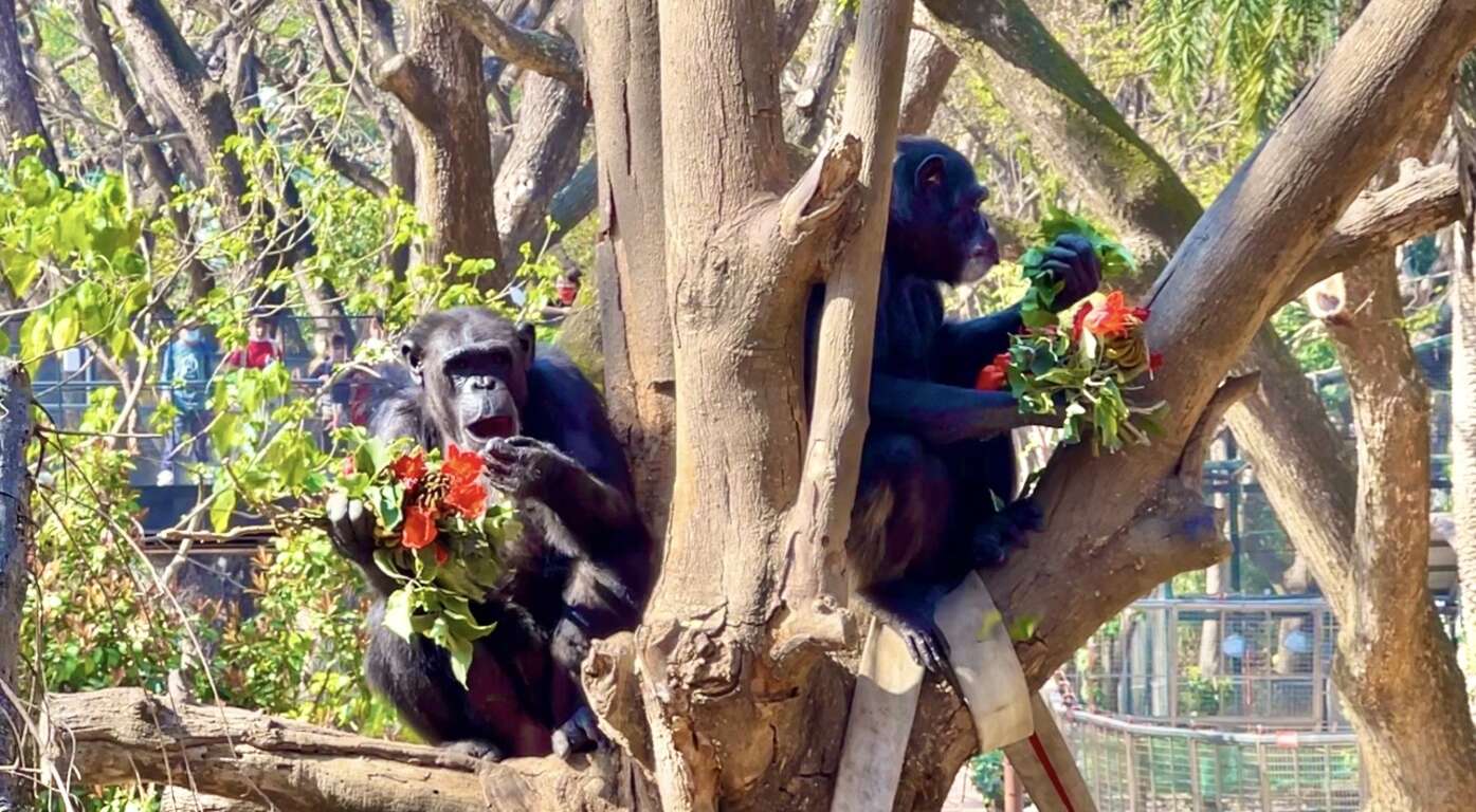 圖5 黑猩猩「美珍」和「曼華」在樹梢享用特製火焰木花束