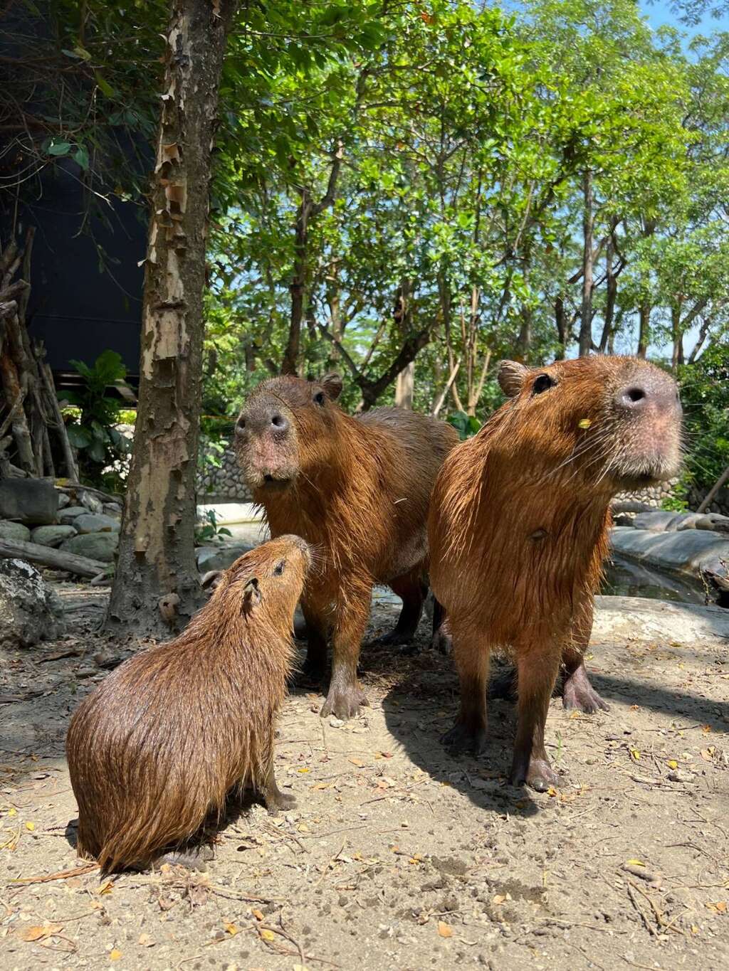 圖5 來自頑皮世界的水豚家族，今年在壽山動物園產下小水豚