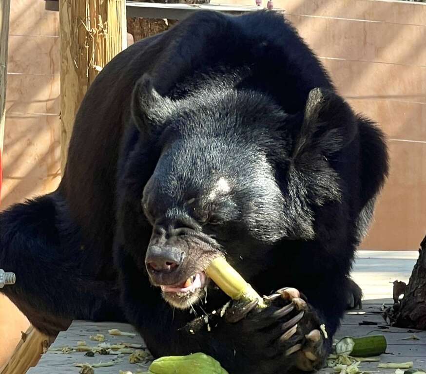 圖6. 裝上牙套後的黑熊波比大口享用美食