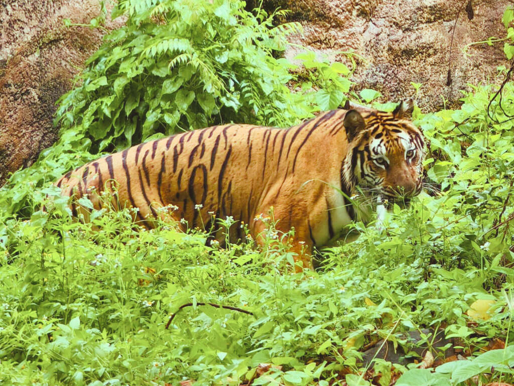 Hình 5: Chú hổ Bengal "Er Niu" đến từ Công viên Safari Làng Leofoo đang khám phá môi trường trong khu trưng bày.