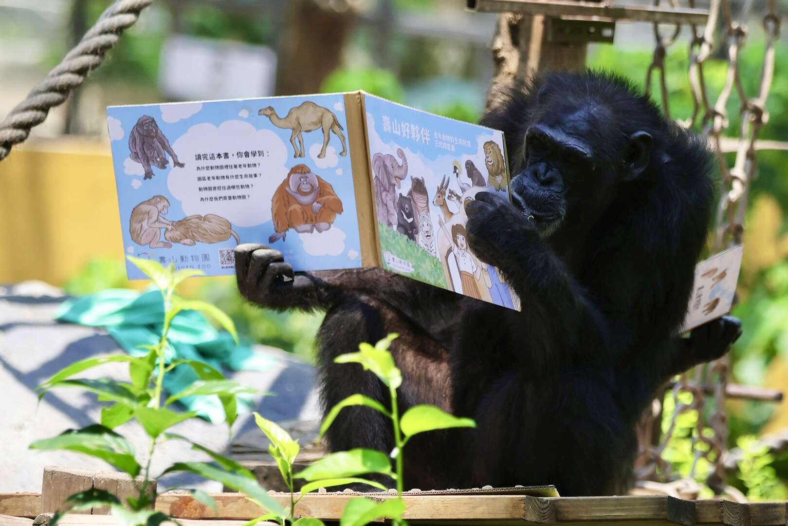 圖1 黑猩猩「曼華」品讀壽山動物園繪本故事書