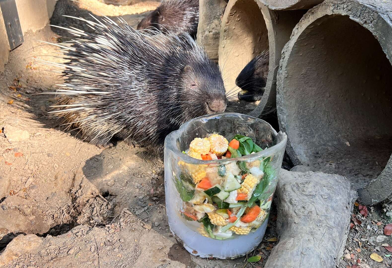 圖2 園方為冠豪豬製作專屬蔬菜冰桶