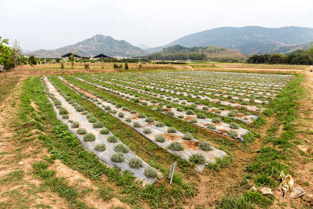 Yonglin Sanling Organic Farm